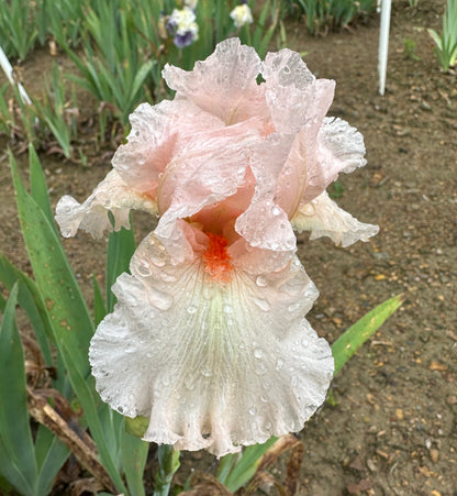 Unidentified Pink TB #3