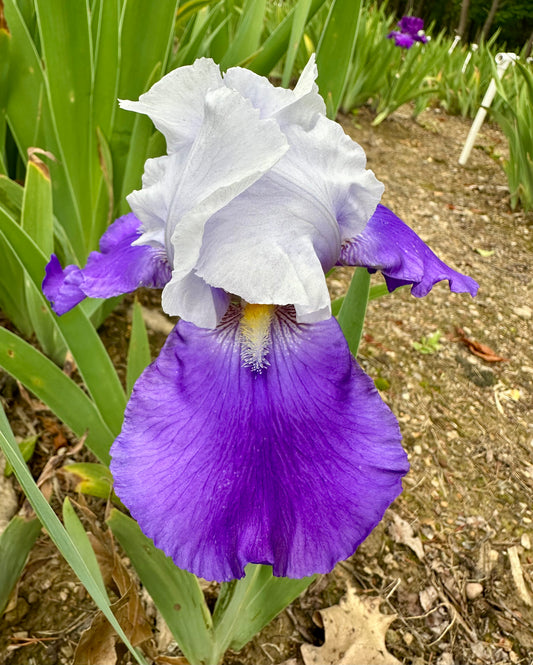 Lord Baltimore