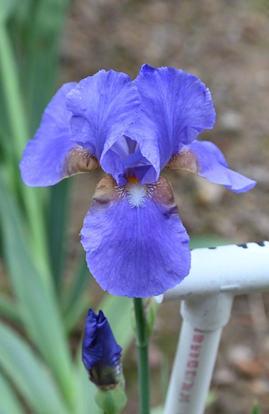 Tyrolean Blue - Tall Bearded Iris (TB) – Exline Iris Garden