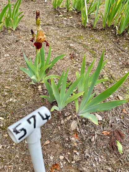Tiger Butter