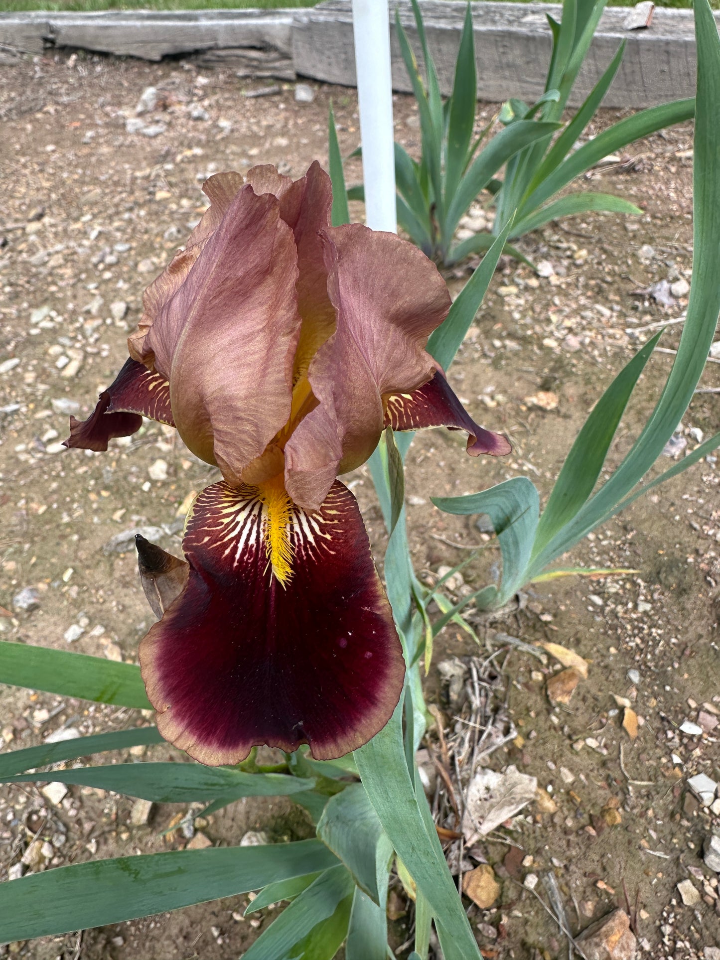 Unidentified Red Bitone TB