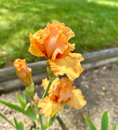 Unidentified Orange TB #2