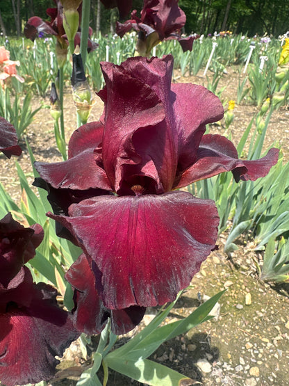 Maroon Moon