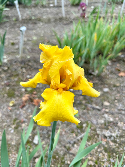 Peculiar Gold