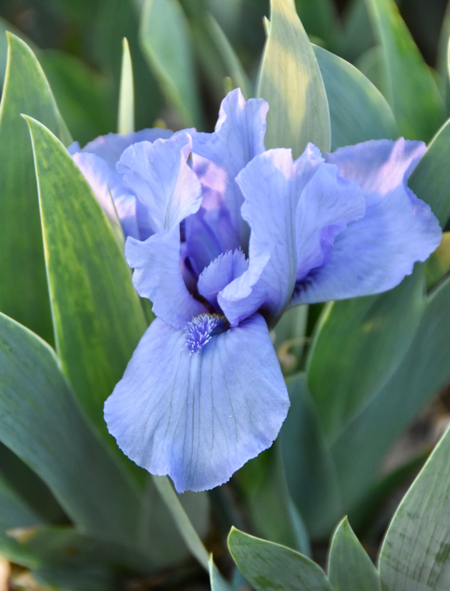 Stacey's Blue