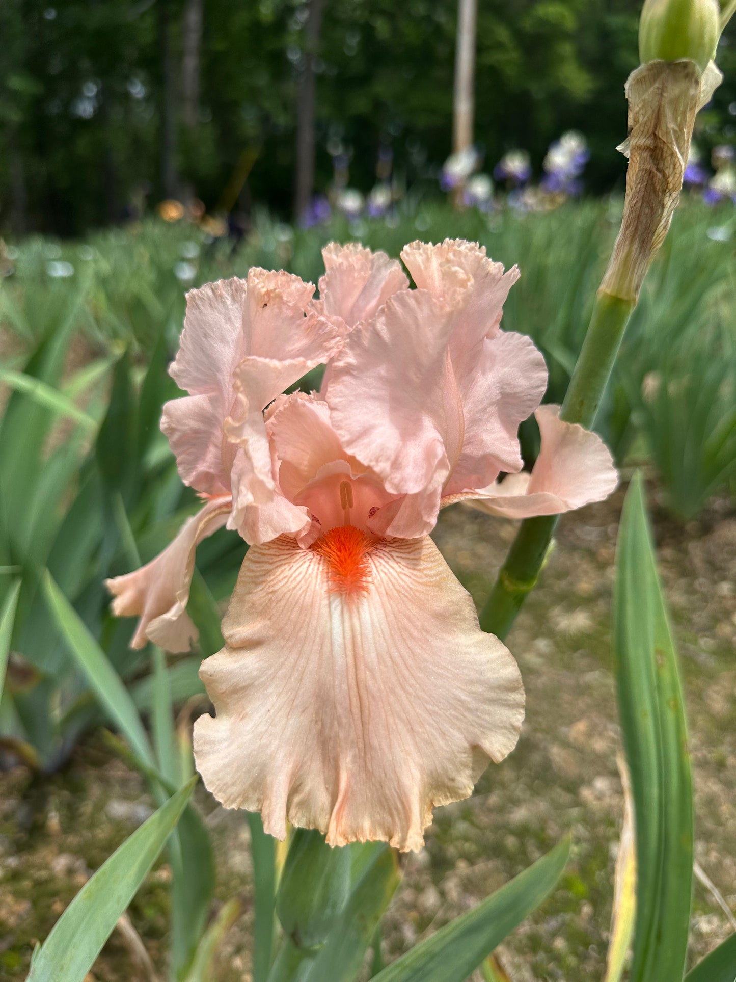 La Vie En Rose