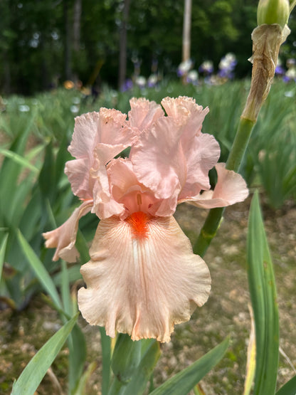 La Vie En Rose