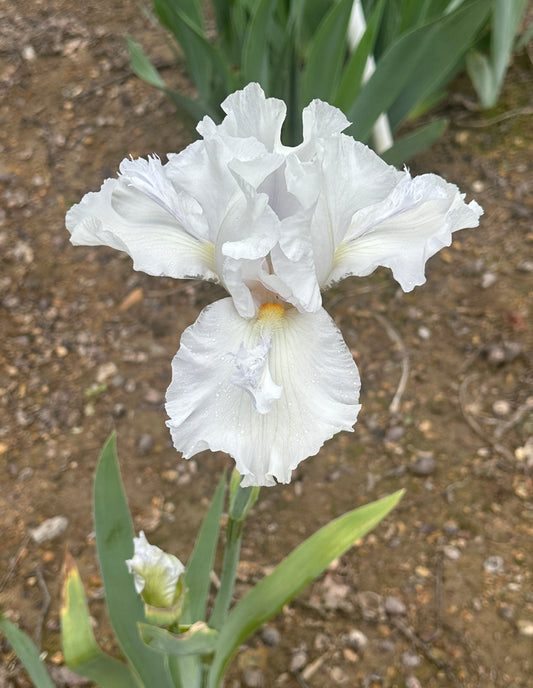 Mesmerizer
