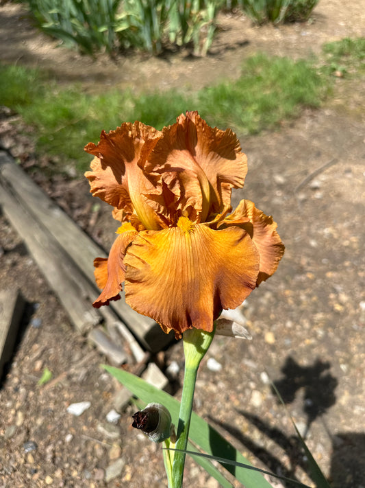 Unidentified Orange TB #3
