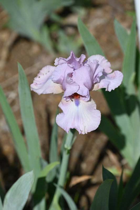 Blue Chip Pink