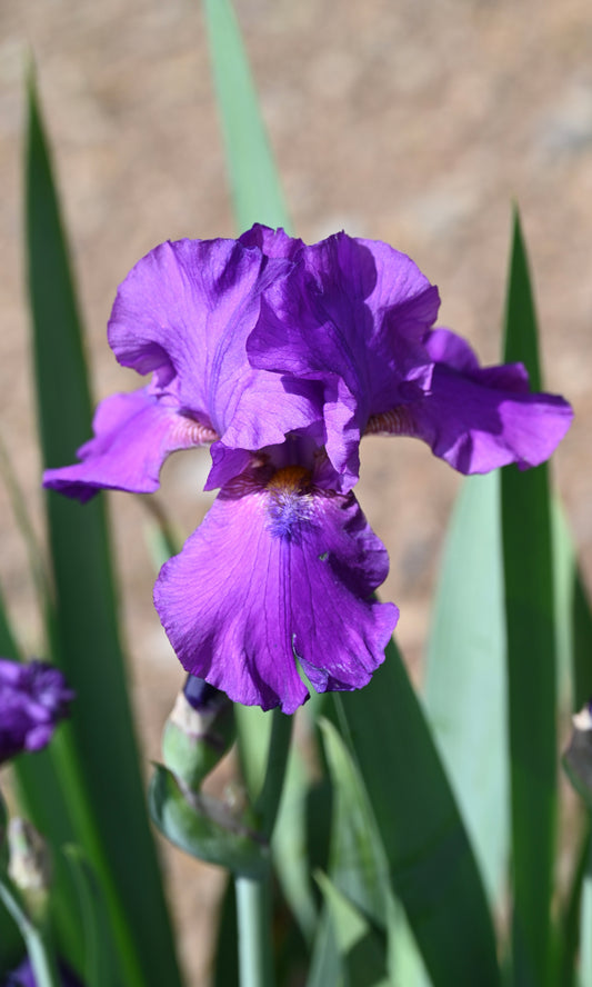 Purple Of Tyre