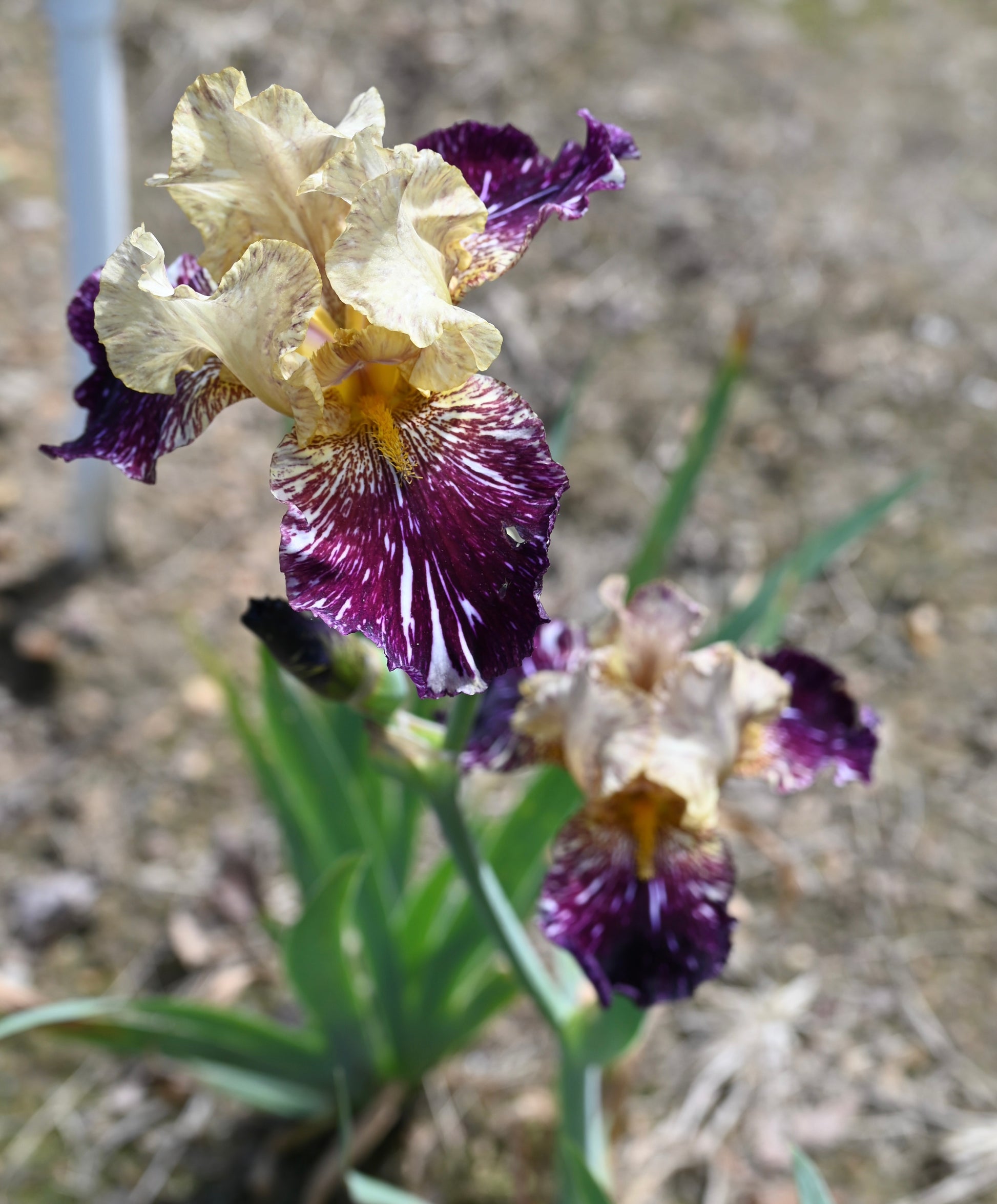 Bearded iris with purple and yellow petals on a blurred natural background