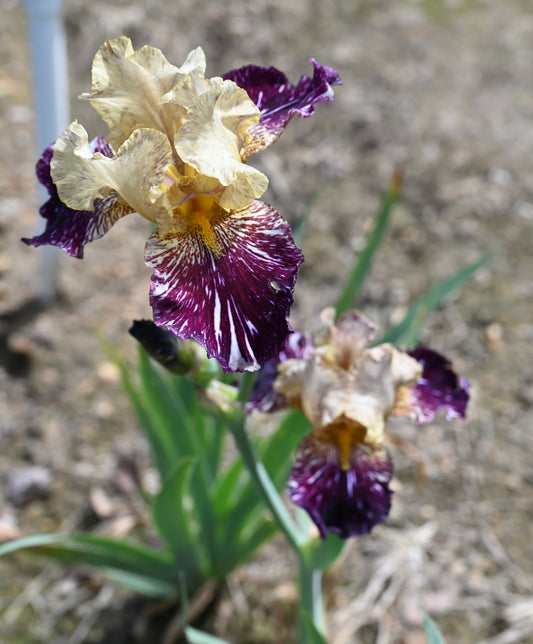Bearded iris with purple and yellow petals on a blurred natural background