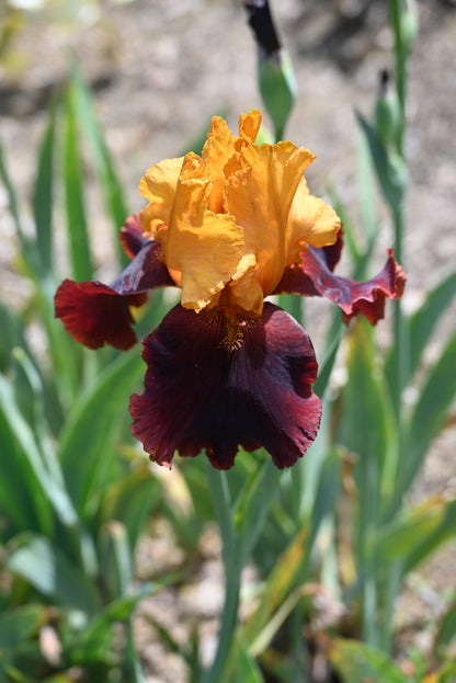 Supreme Sultan
