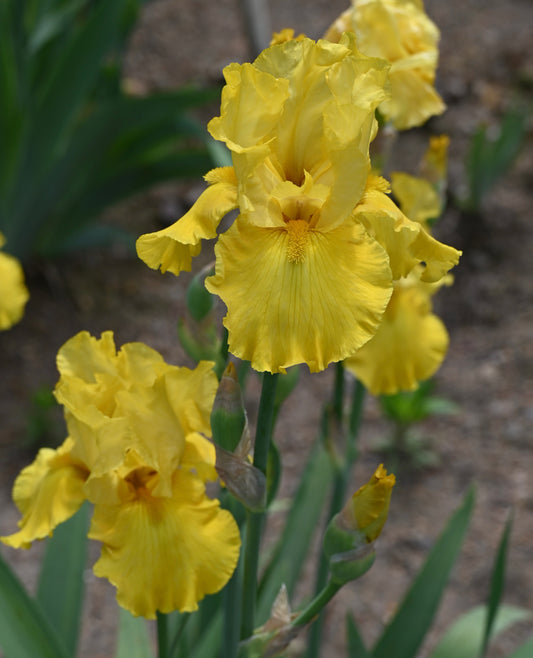 Comanche Gold