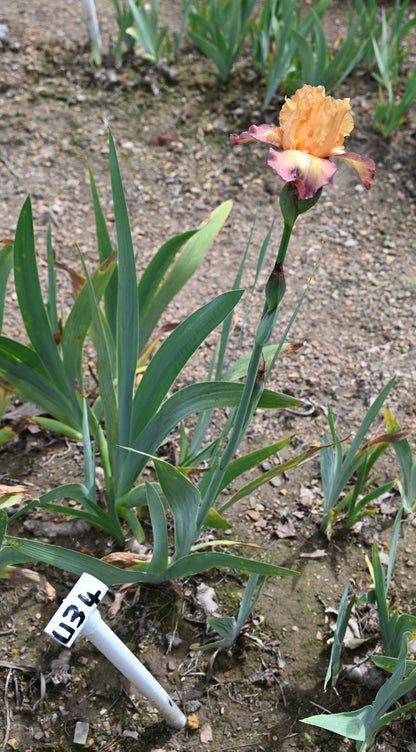 Unidentified TB Iris