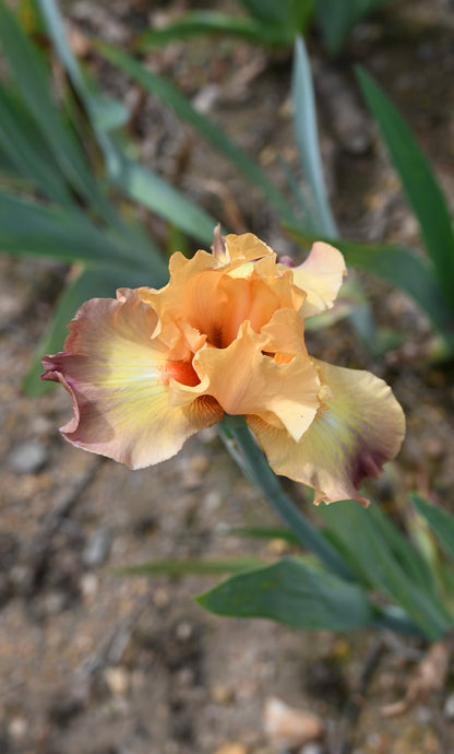 Unidentified TB Iris
