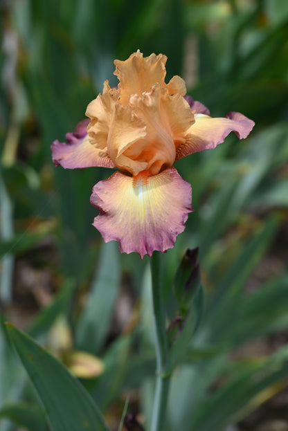 Unidentified TB Iris