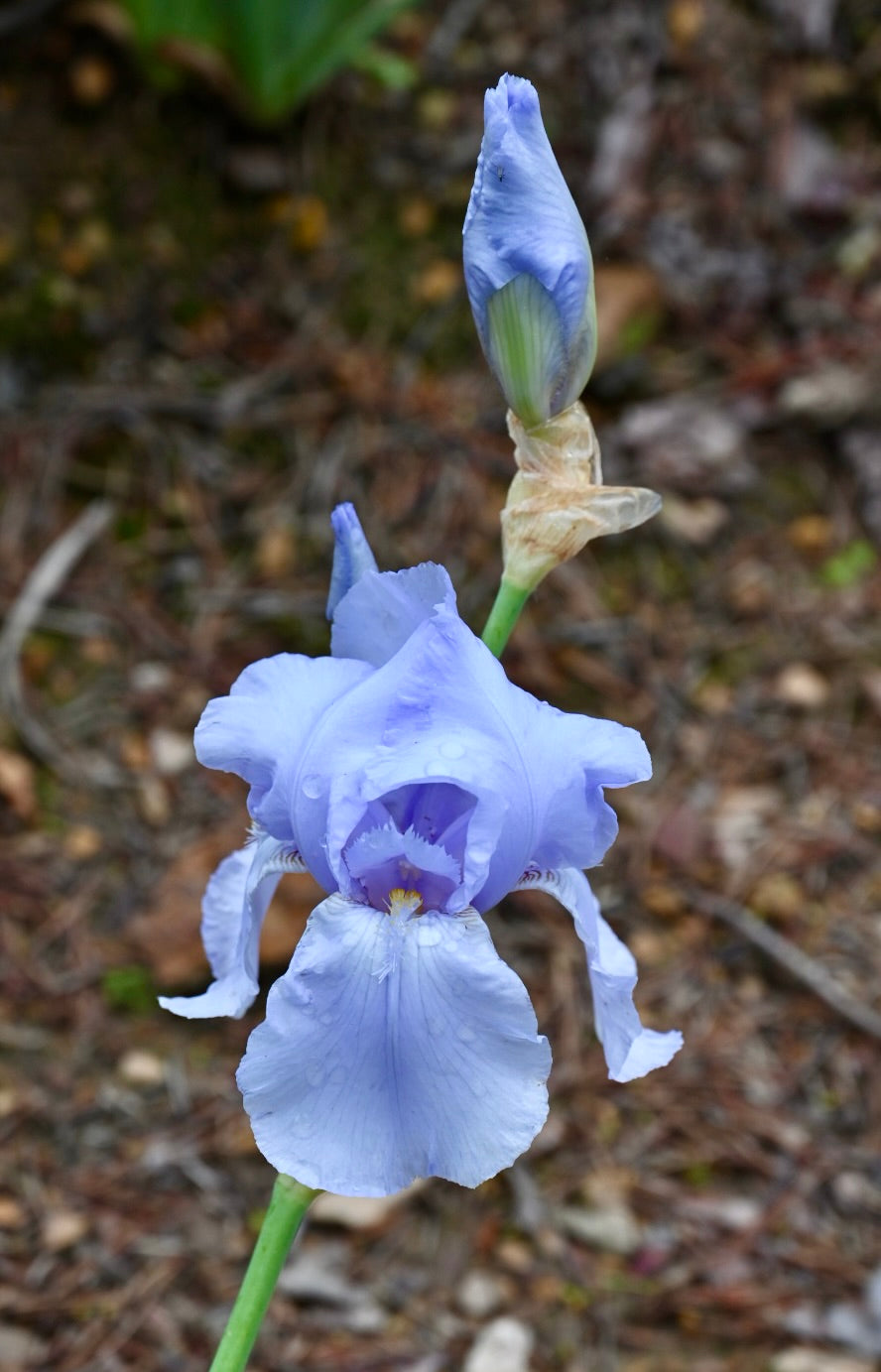 Blue Sapphire