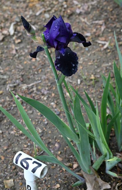 Deep Black