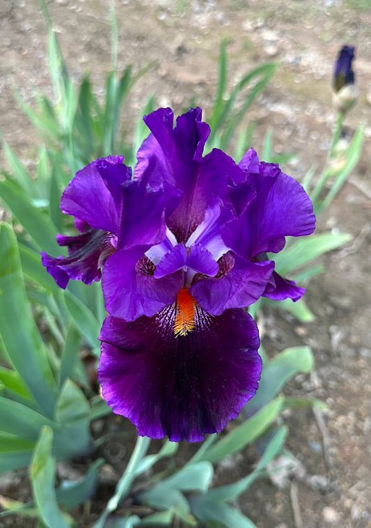 Local Color