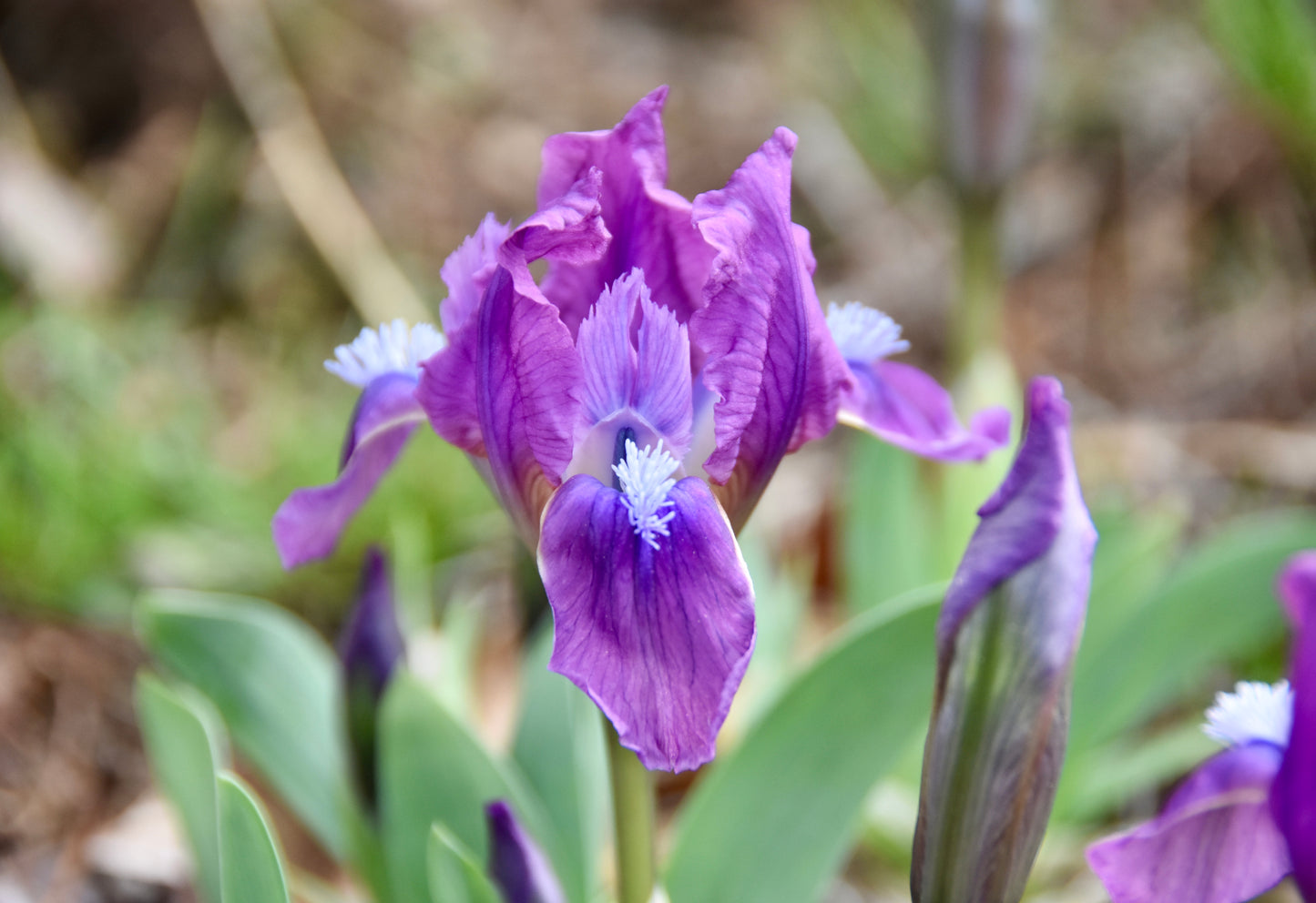 Spring Beacon