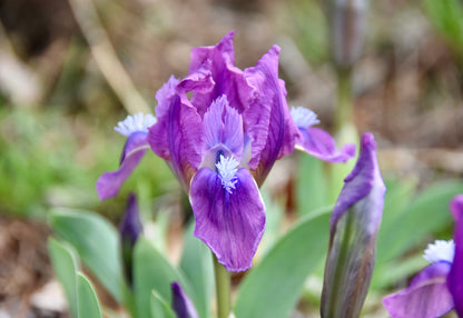 Spring Beacon
