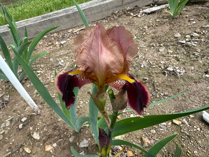 Unidentified Red Bitone TB