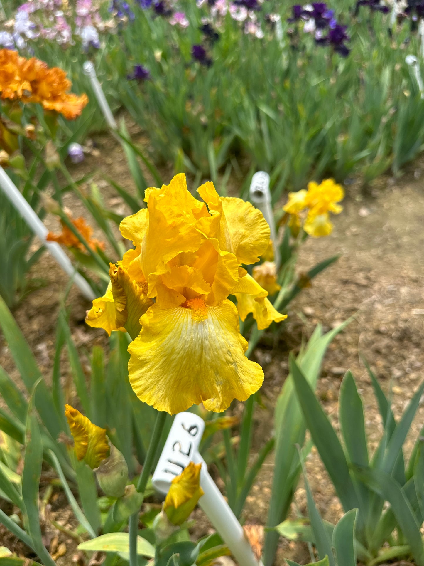 Unidentified Yellow TB #2