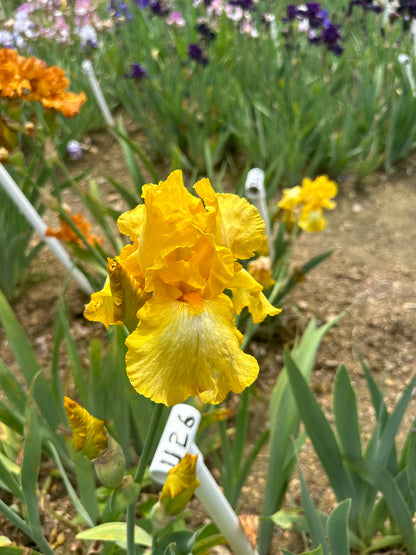 Unidentified Yellow TB #2