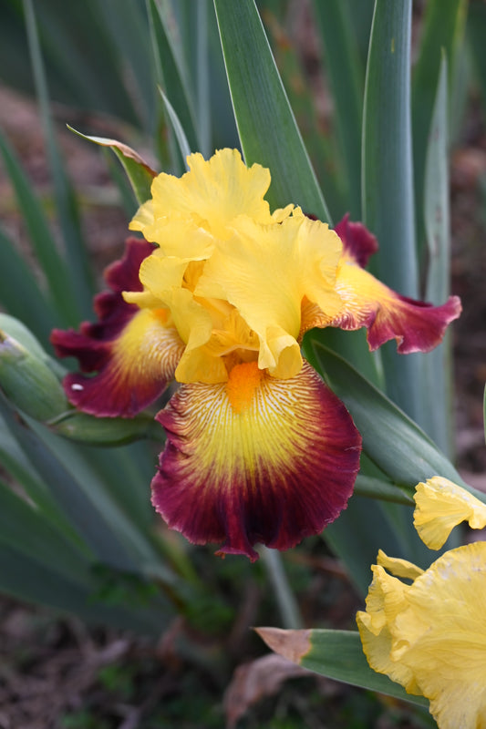 Burst Of Glory