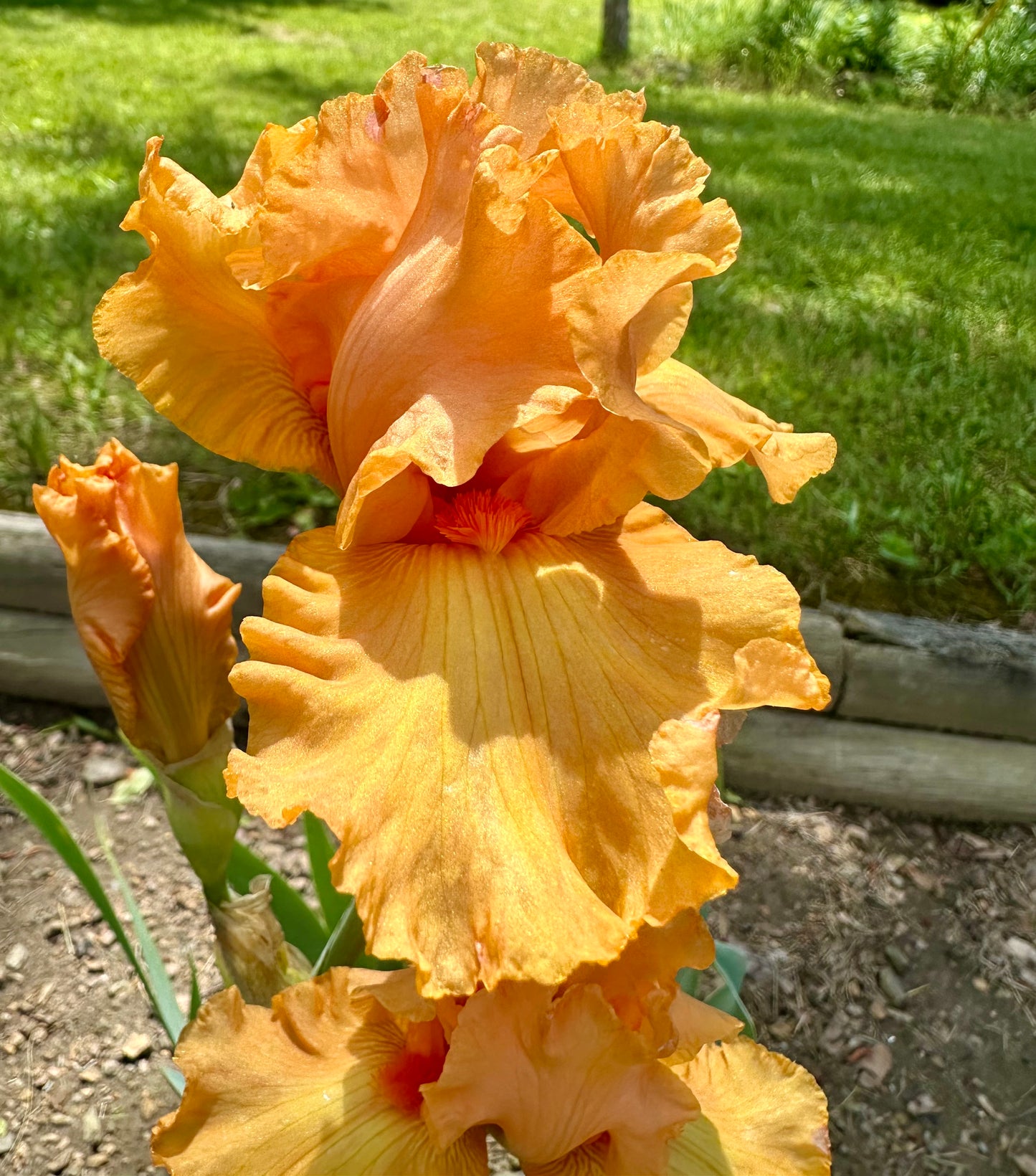 Unidentified Orange TB #2