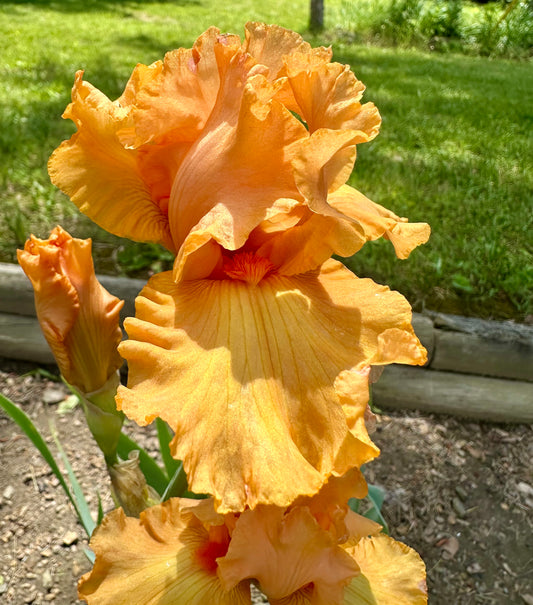 Unidentified Orange TB #2
