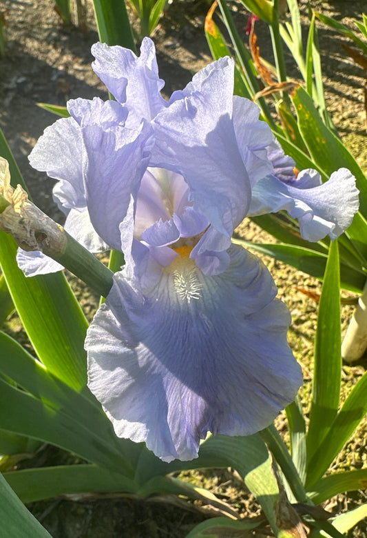 Azure Luster
