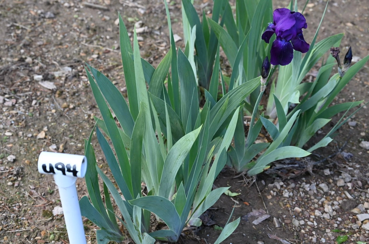 Unidentified Purple TB #2