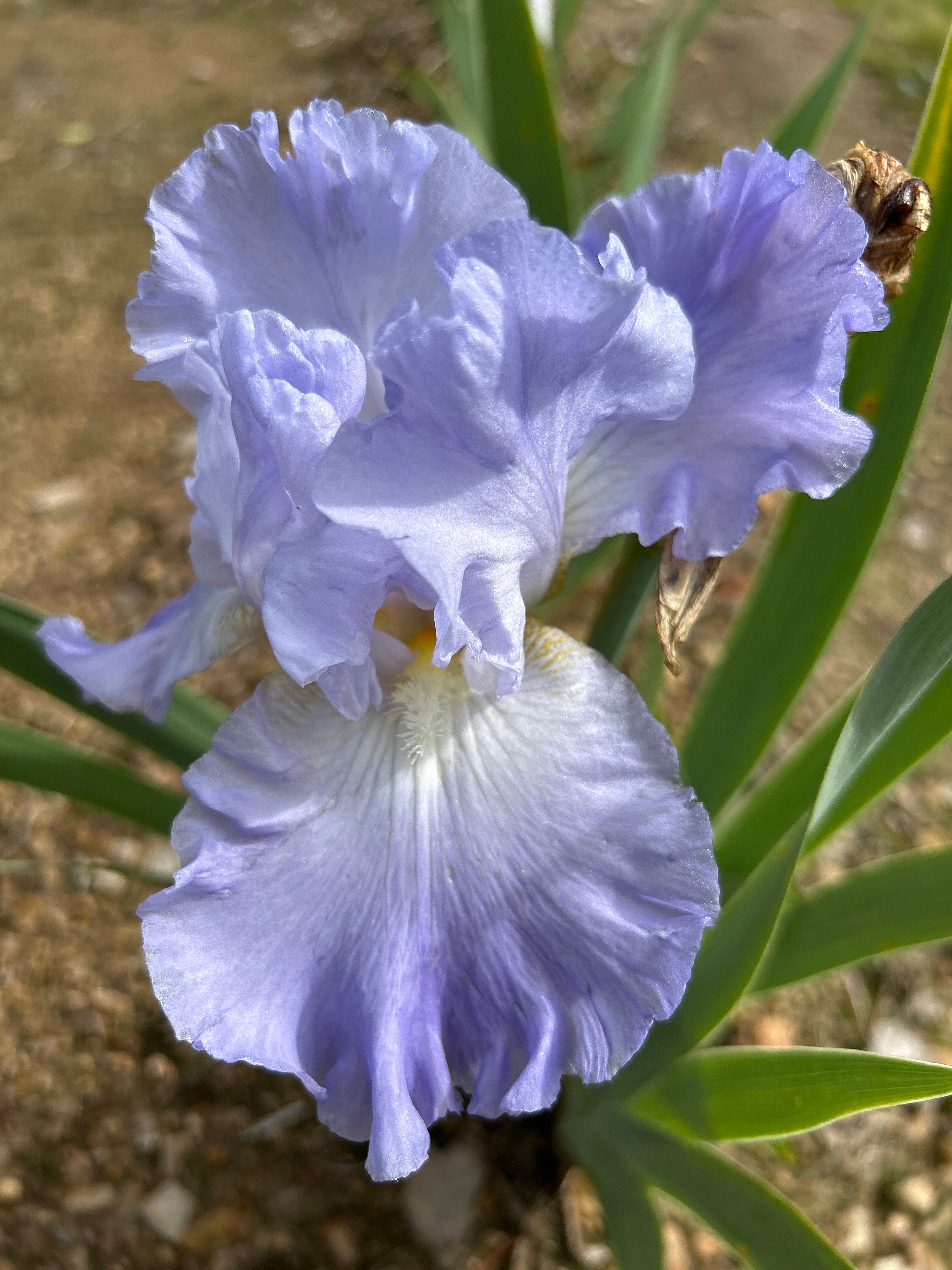 Autumn Sky - Tall Bearded Iris (TB) – Exline Iris Garden Autumn Sky - Tall Bearded Iris (TB) – Exline Iris Garden