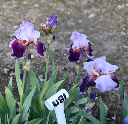 Unidentified Bicolor TB #1