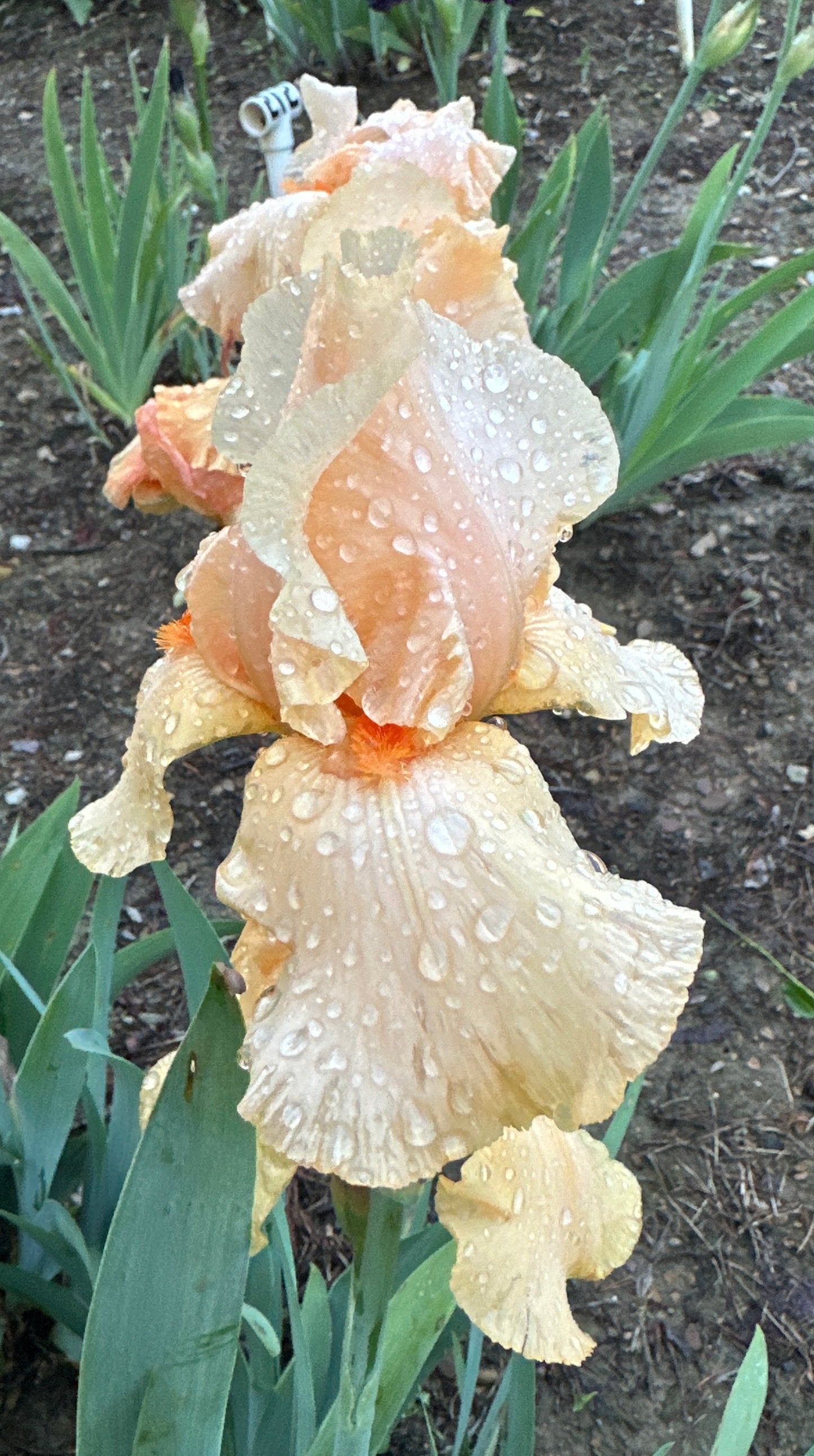 Orange Chariot