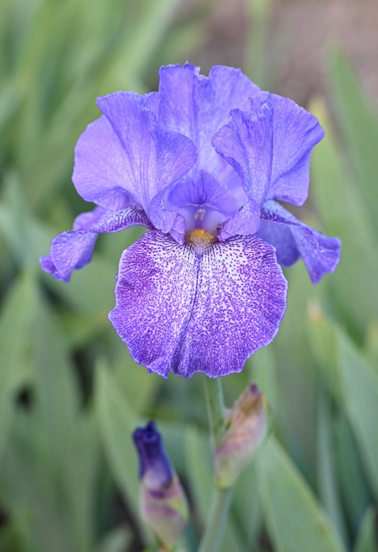 Purple Pepper