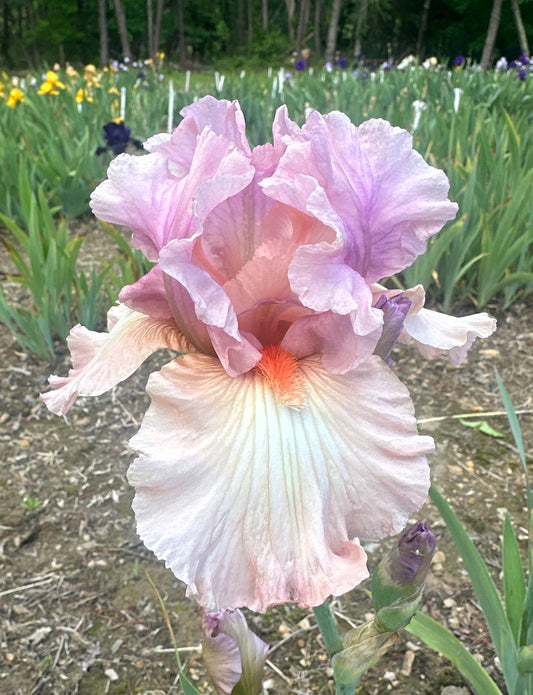 Spring Tidings
