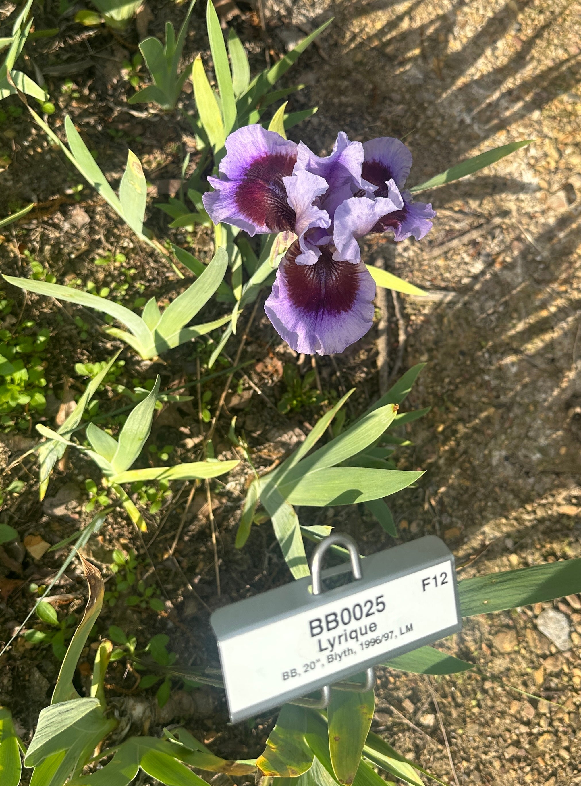 Lyrique - Border Bearded Iris (BB) – Exline Iris Garden