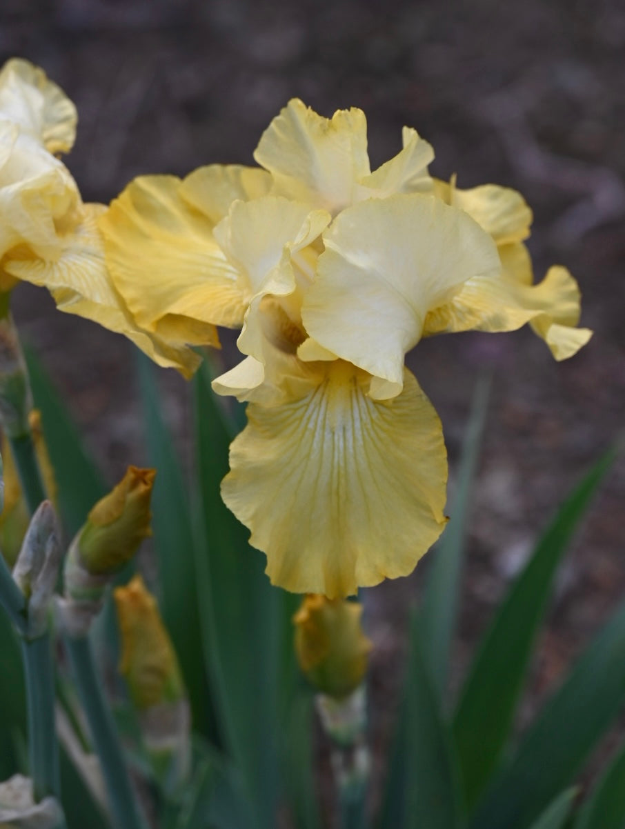 Fair Flora