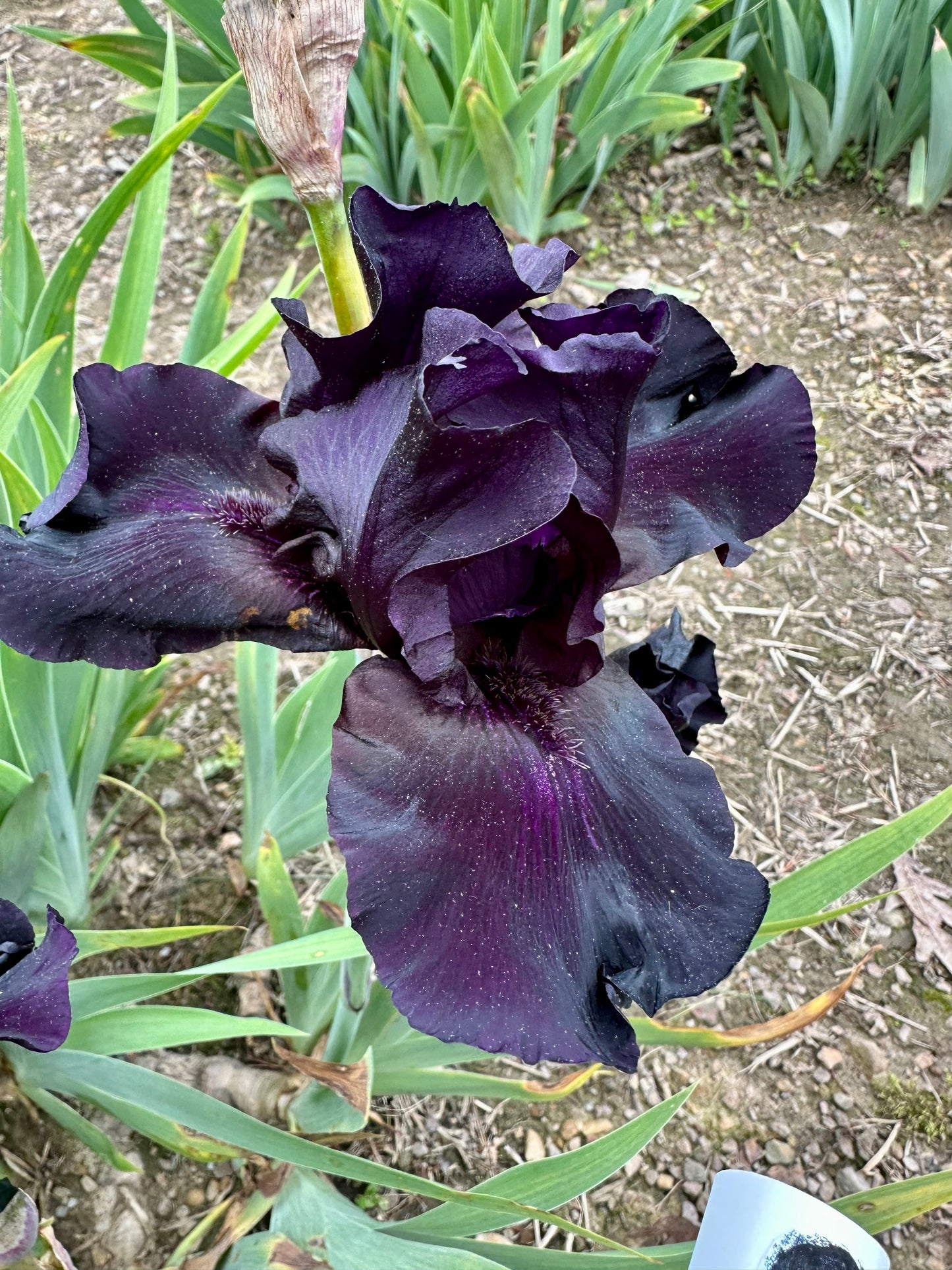 Unidentified Black TB #2