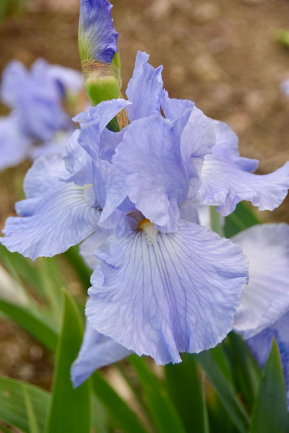 Busy Being Blue