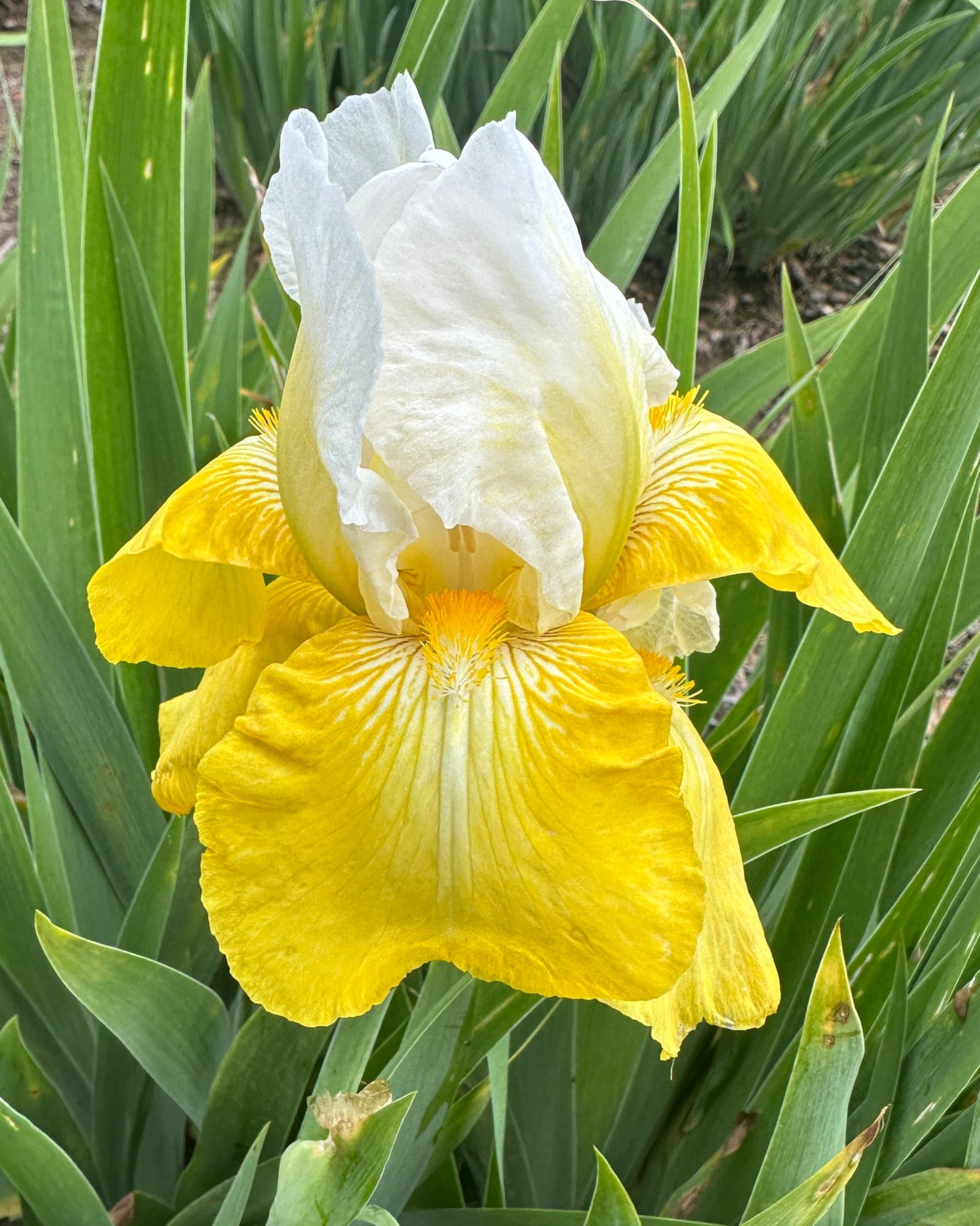 Tulip Festival