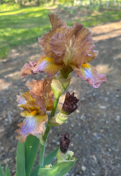 Unidentified Red Tan Blend TB