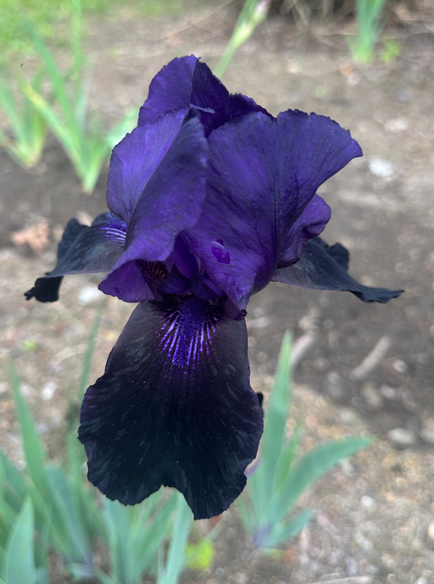 Deep Black