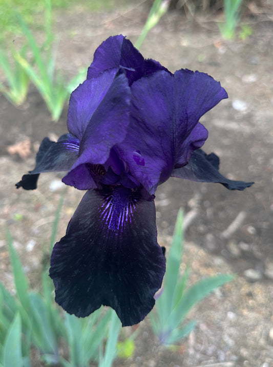 Deep Black