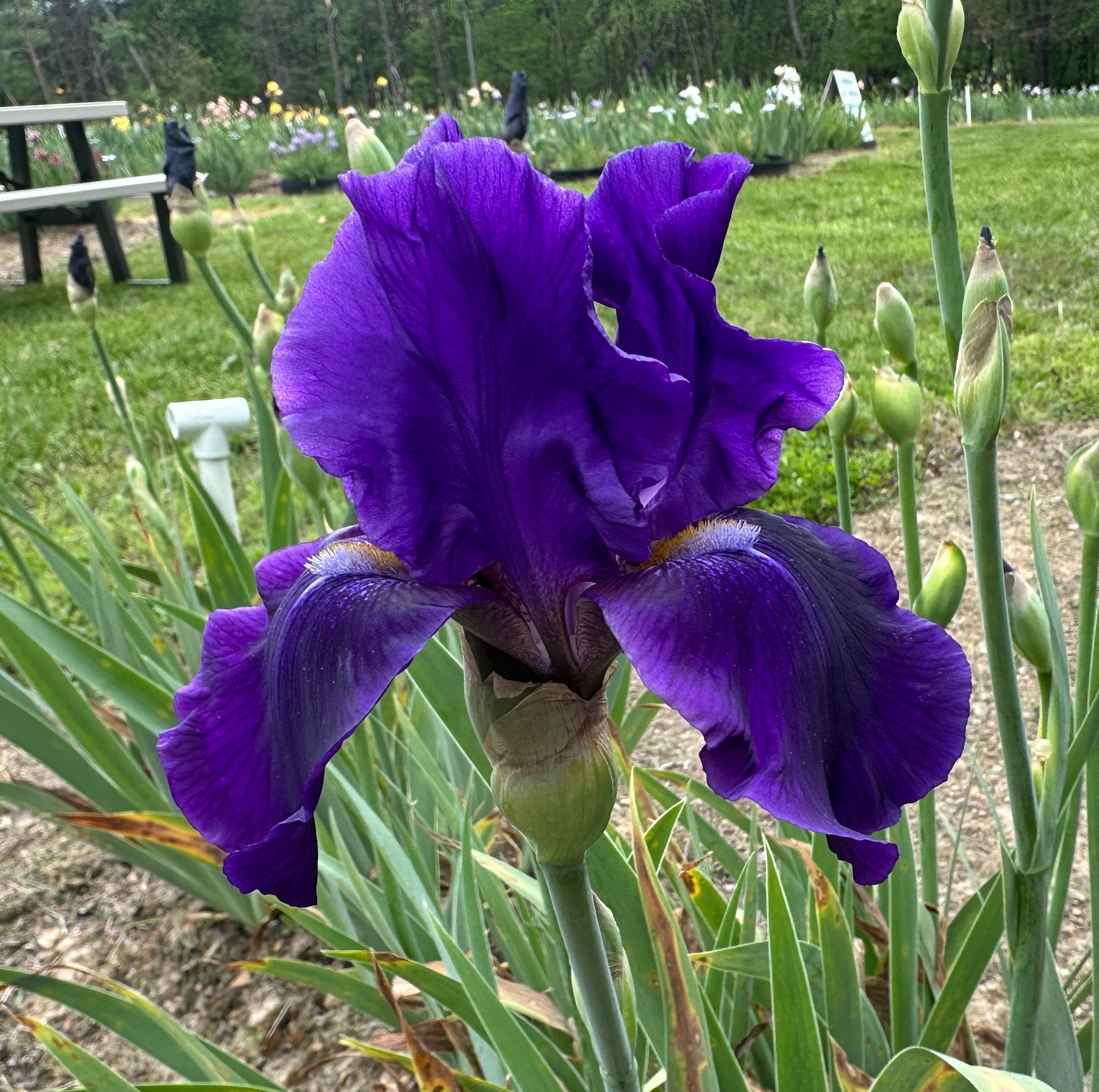 Irises- Z – Exline Iris Garden