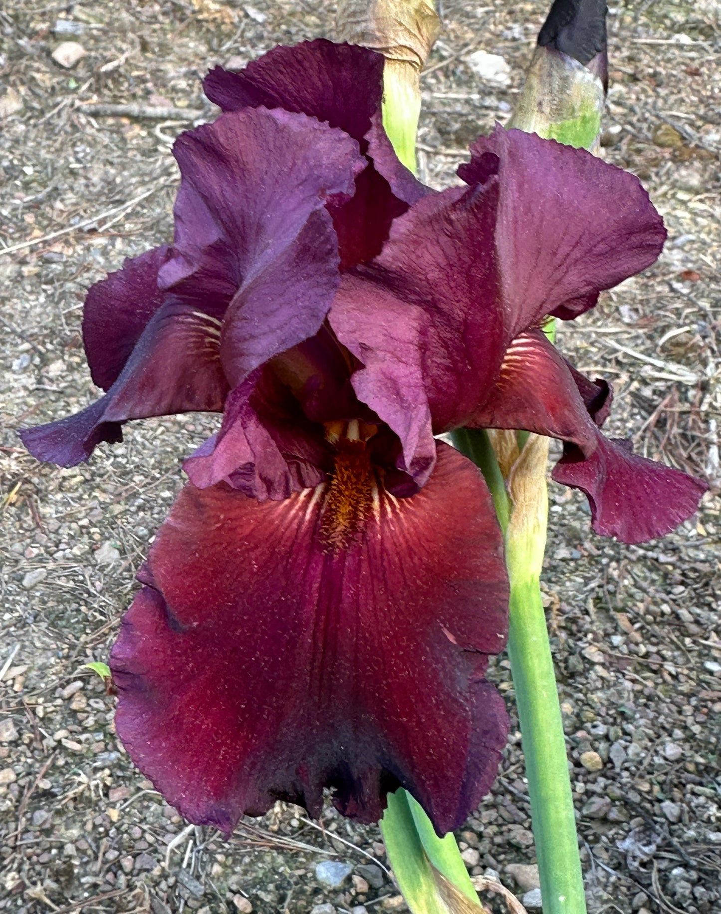 Unidentified Red TB #1